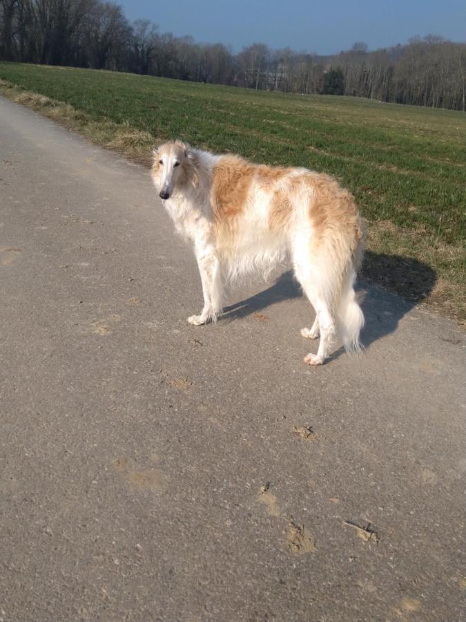 Swiss Borzoi House Panzió Vully-les-Lacs Kültér fotó