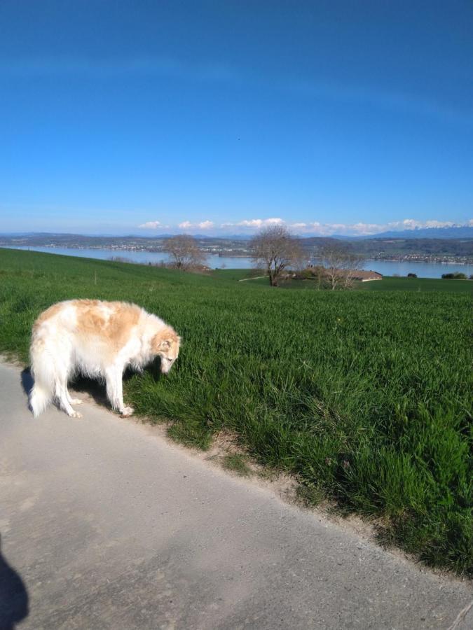 Swiss Borzoi House Panzió Vully-les-Lacs Kültér fotó