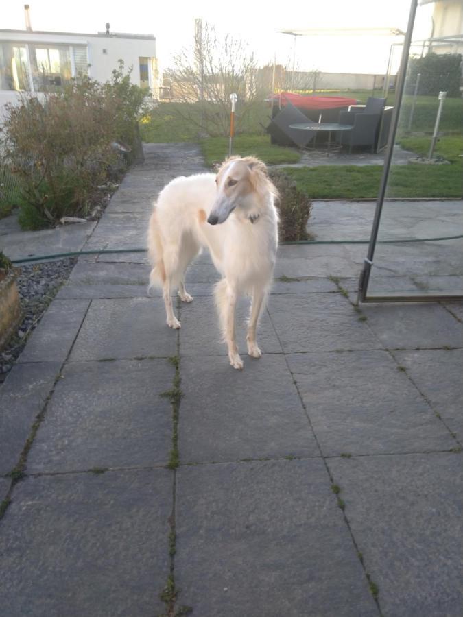 Swiss Borzoi House Panzió Vully-les-Lacs Kültér fotó