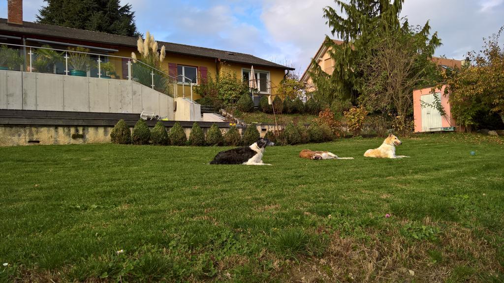 Swiss Borzoi House Panzió Vully-les-Lacs Kültér fotó