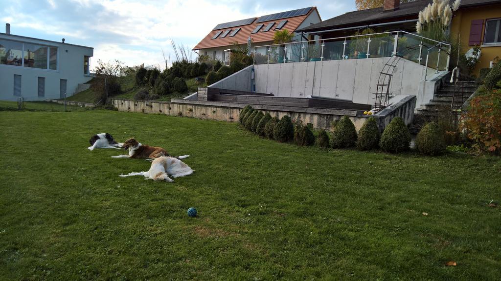 Swiss Borzoi House Panzió Vully-les-Lacs Kültér fotó