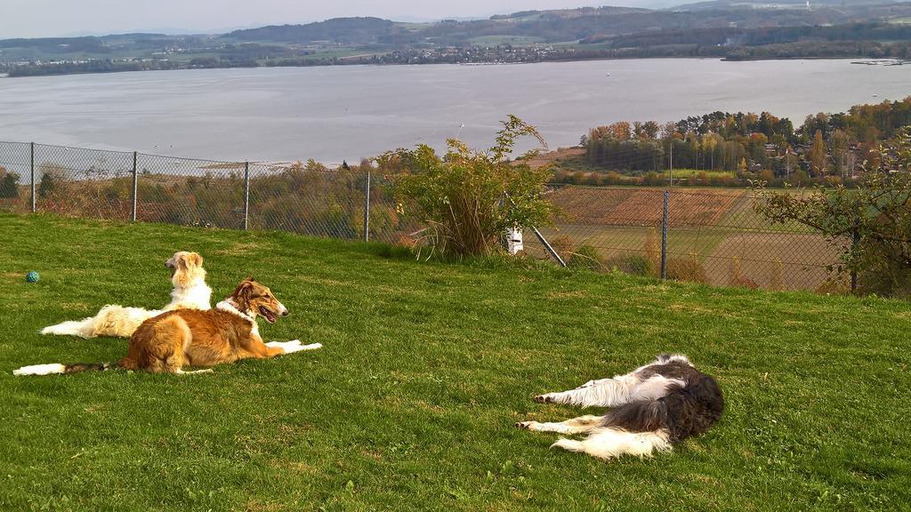 Swiss Borzoi House Panzió Vully-les-Lacs Kültér fotó