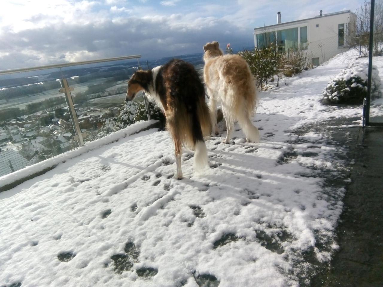Swiss Borzoi House Panzió Vully-les-Lacs Kültér fotó