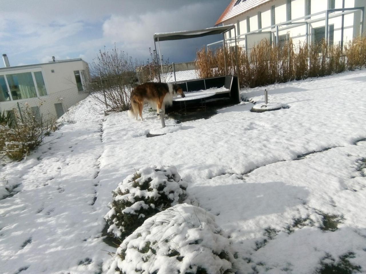 Swiss Borzoi House Panzió Vully-les-Lacs Kültér fotó