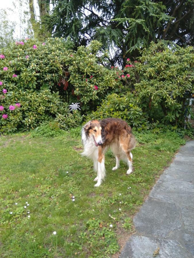 Swiss Borzoi House Panzió Vully-les-Lacs Kültér fotó